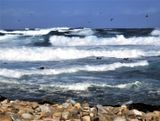 Pounding Surf<br><h4>*Credit*</h4>
