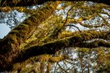 Furry Giant South Island NZ