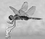 Skimmer<br><h4>*Merit*</h4>