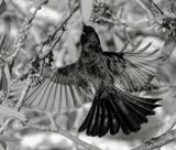 Willy Wagtail Flys Away