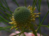 Yellow Flower