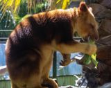 Tree Kangaroos Lunch