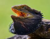 Bearded Dragon<br><h4>*Merit*</h4>