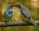 Bulbul Feeding Young<br><h4>*Merit*</h4>
