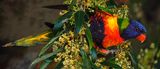 Rainbow Lorikeet<br><h4>*Credit*</h4>