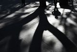 City Shadows<br><h4>*Merit*</h4>