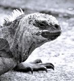 z.Galapagos Iguana<br><h4>*Credit*</h4>