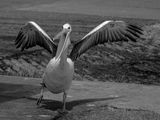 .Happy Pelican<br><h4>*Merit*</h4>