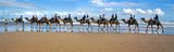 Camel Train