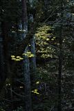williams_loop_trail_leaves_rt_112022_1165.jpg