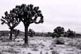 california_joshua_tree_2008_3_rt_tx.jpg