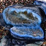 marin_rodeo_beach_velella_velella_042025_rt_3772.jpg