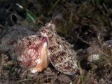 Coconut Octopus