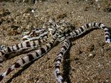 Mimic Octopus (Thaumoctopus mimicus)