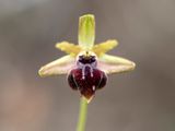 Ophrys Transhyrcana