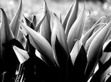 Agave in  b:w
