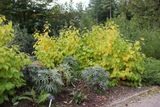 The Green Border, RHS Rosemoor 
