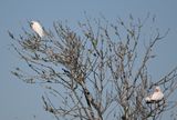 DSC_3270b.jpg