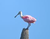 DSC_3298b.jpg