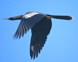 DSC_3308b.jpg