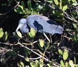 DSC_3629b.jpg