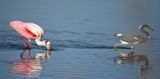 DSC_3734b.jpg
