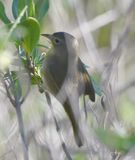DSC_3806b.jpg