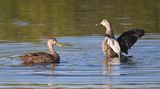 DSC_3822b.jpg