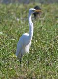 DSC_4116b.jpg