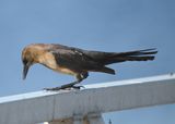DSC_4161b.jpg