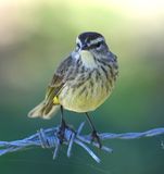 DSC_4186b.jpg