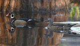 DSC_4450b.jpg