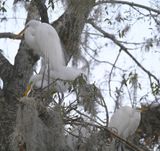DSC_4518b.jpg