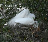 DSC_4531b.jpg