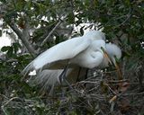 DSC_4532b.jpg