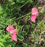 IMG_3125b.jpg
