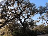 IMG_3162b.jpg