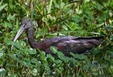DSC_4687b.jpg