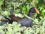 DSC_4701b.jpg