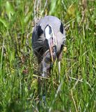 DSC_4771b.jpg