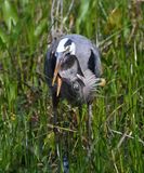 DSC_4781b.jpg