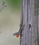 DSC_4865b.jpg