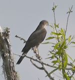 DSC_4871b.jpg
