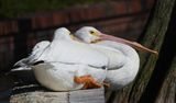 DSC_4896b.jpg