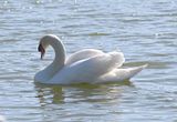 DSC_4945b.jpg