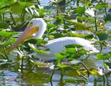 DSC_4947b.jpg