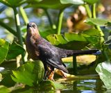DSC_5002b.jpg