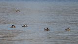 DSC_5030b.jpg