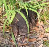 DSC_5050b.jpg