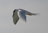 DSC_5321b.jpg
